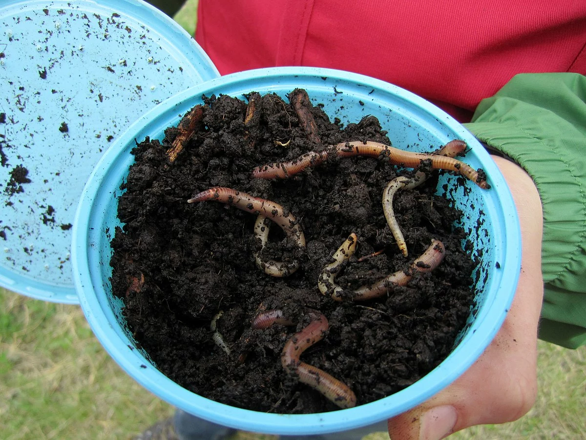 Fishing Elegant store -Fishing Elegant store 鱼饵 11